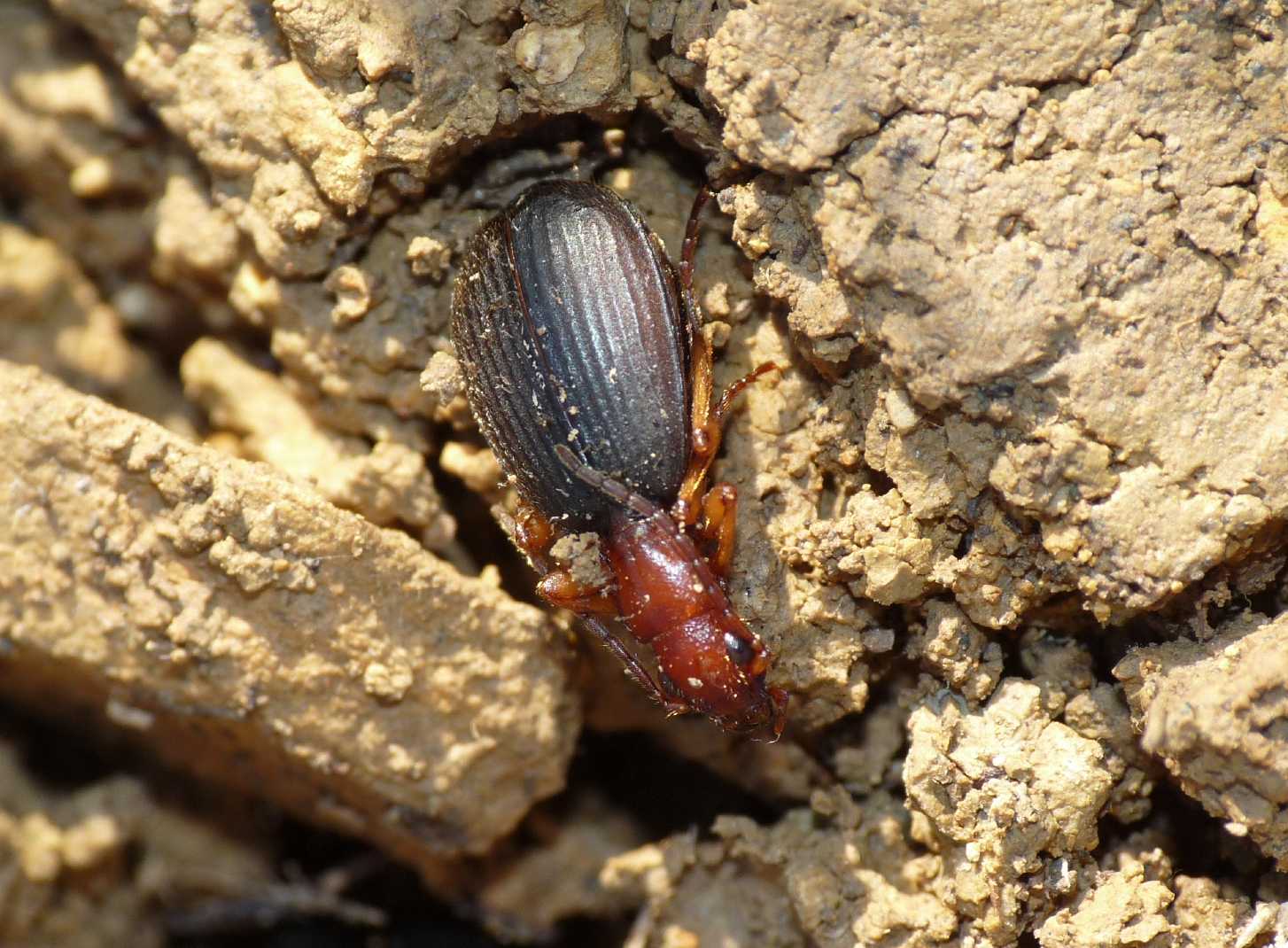 Brachinus italicus della Tolfa